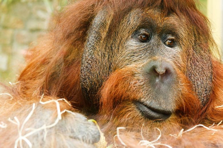 A close up of a highly expressive orangutan displaying deep spatial awareness and focused intelligence
